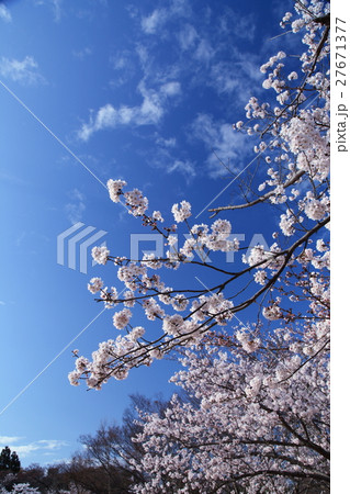 桜の花と青空 27671377