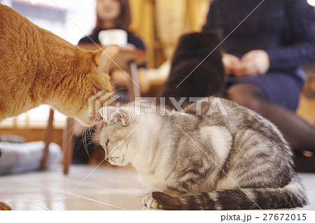 猫カフェ 猫カフェ 27672015