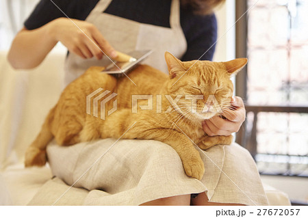 猫カフェ 27672057