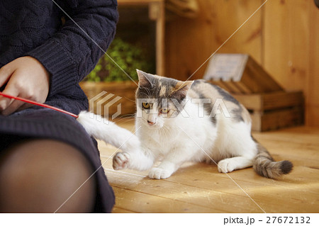 猫カフェ 猫カフェ 27672132