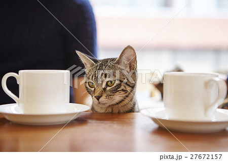 猫カフェ 27672157
