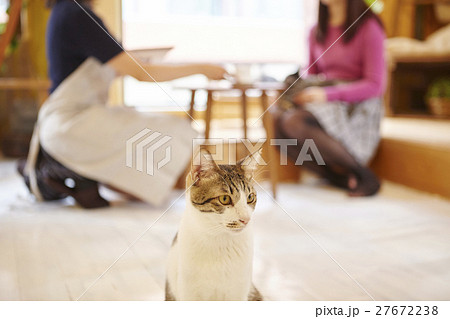 猫カフェ 猫カフェ 27672238