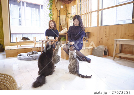 猫カフェ 猫カフェ 27672252
