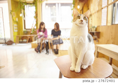 猫カフェ 27672401