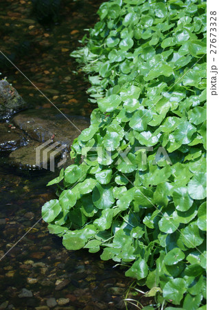 団扇銭草 ウチワゼニグサ 花言葉は 希望 の写真素材