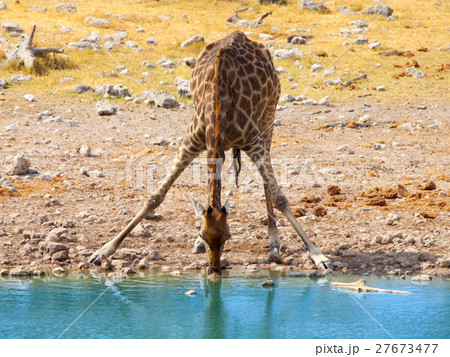 Thirsty giraffe drinking from waterhole in typical Thirsty giraffe drinking from waterhole in typical 27673477