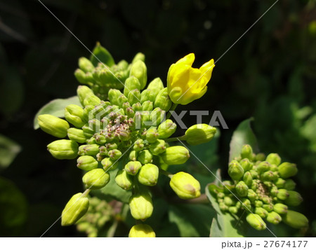 菜の花とミツバチ 菜の花 ミツバチ 出水市 鹿児島県 菜の花とミツバチ 菜の花 ミツバチ 出水市 鹿児島県 27674177