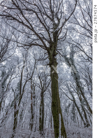 Frozen forest on a cloudy, cold day Frozen forest on a cloudy, cold day 27674574