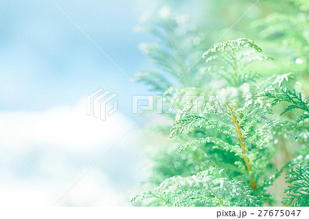 チャボヒバ チャボヒバ 27675047