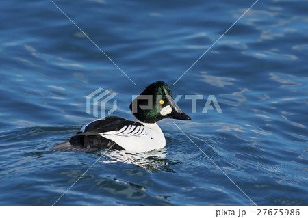 ホオジロガモ雄(頬白鴨) 27675986