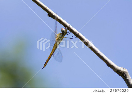 ウスバキトンボ 27676026