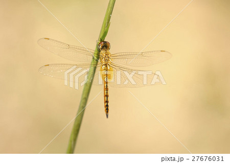 ウスバキトンボ ウスバキトンボ 27676031