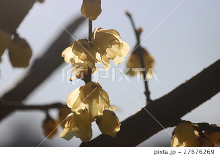 朝日に照らされたロウバイ 27676269
