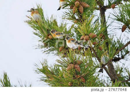 松の木にとまるアトリ 松の木にとまるアトリ 27677048