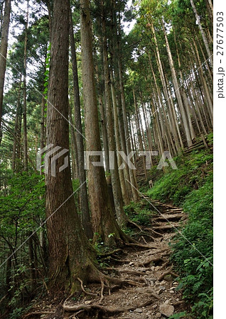 植林帯の山道 27677503