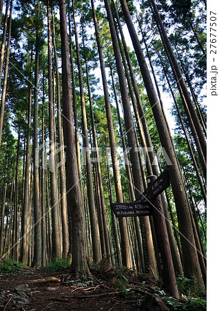 川苔山の植林帯 27677507