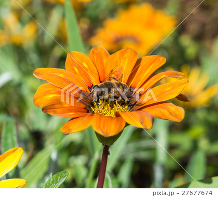 Dead Head Hoverfly Perched on Treasure Flower 27677674