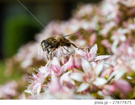 Honeybee on Jade Plant 27677675