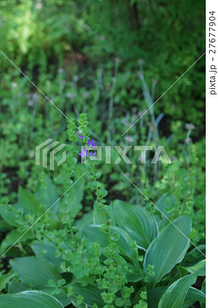桔梗草 キキョウソウ 花言葉は「優しい愛」 桔梗草 キキョウソウ 花言葉は「優しい愛」 27677904