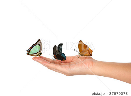 Three butterfly on female Hand isolated Three butterfly on female Hand isolated 27679078