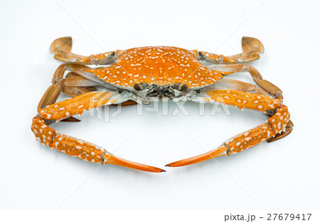 steam crab on white background. steam crab on white background. 27679417