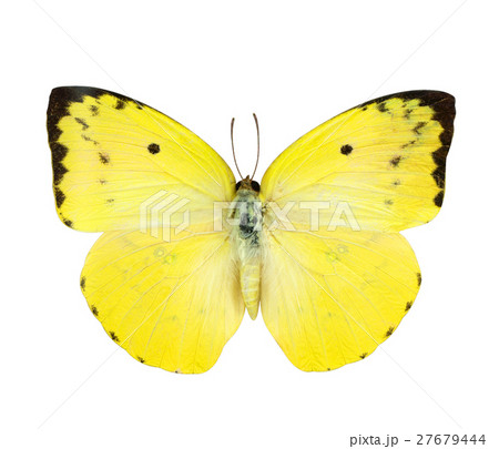 Yellow butterfly isolated on white 27679444