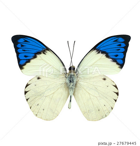 Great blue Tip butterfly isolated on white 27679445