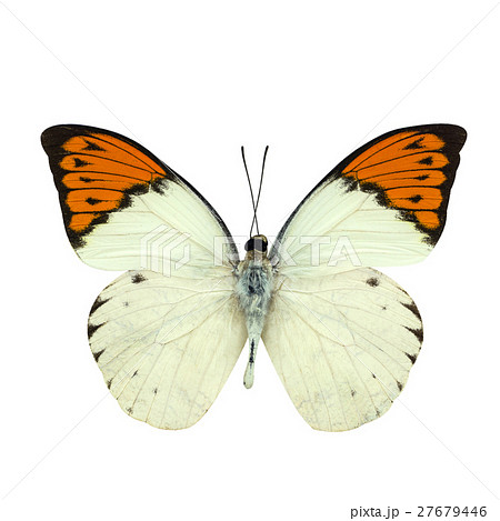 Great Orange Tip butterfly isolated on white 27679446