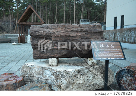 珪化木（なるさわ富士山博物館･鉱石ミュージアム／山梨県南都留郡鳴沢村） 27679828