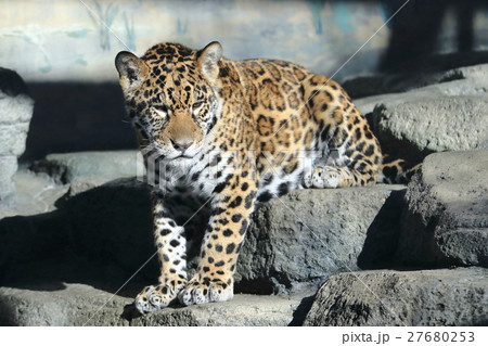 ジャガーの赤ちゃん 27680253