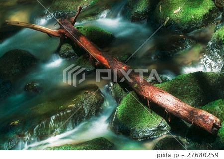 Creek in Muir Woods 27680259