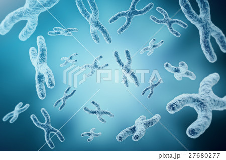 XY-chromosomes as a concept for human biology 27680277