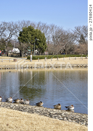 冬の公園 27680414