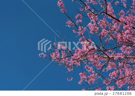 Pink flower blooming. 27681206