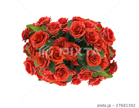 red roses isolated on white background 27681302