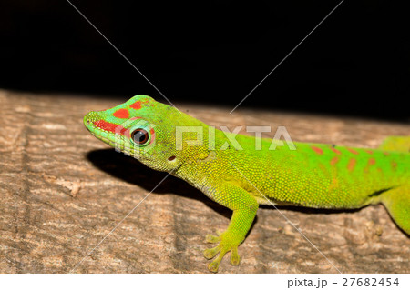 Phelsuma madagascariensis day gecko, Madagascar Phelsuma madagascariensis day gecko, Madagascar 27682454