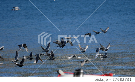 Birds walking around a winter beach in Turkey 27682731