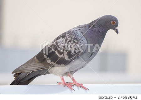 ハト ハト 27683043