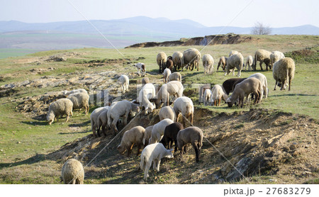flock of sheep grazing on the hillside 27683279