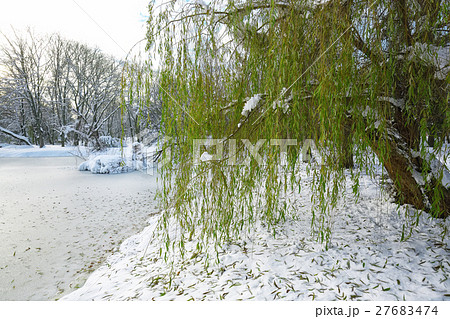 Scenic view of the frozen pond with willow tree 27683474