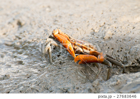 Crab on the mud. 27683646