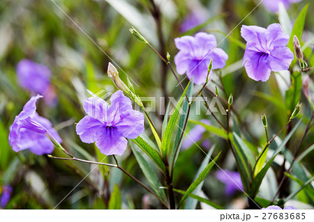 purple waterkanon flower 27683685