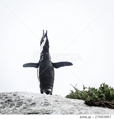 African penguin African penguin 27683867