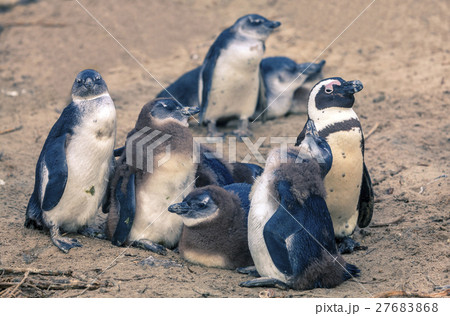 African penguins 27683868