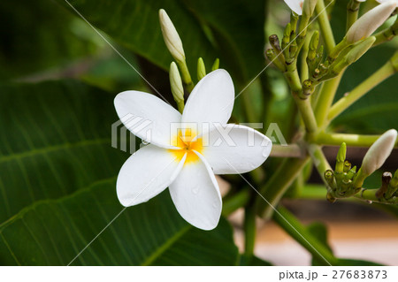 Plumeria flower blooming in nature Plumeria flower blooming in nature 27683873