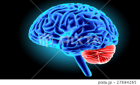 Human brain 3D render Human brain 3D render 27684265