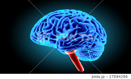 Human brain 3D render 27684266