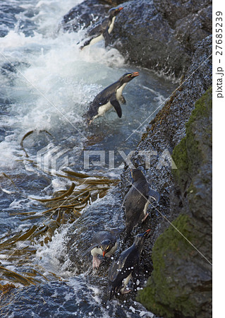 Rockhopper Penguins coming ashore Rockhopper Penguins coming ashore 27685239