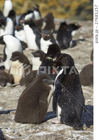 Rockhopper Penguins and chicks Rockhopper Penguins and chicks 27685257