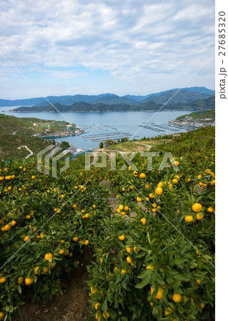 みかんの段々畑と海（愛媛県八幡浜川上） 27685320